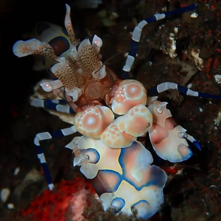 Coral Garden — shallow statues and reef restoration