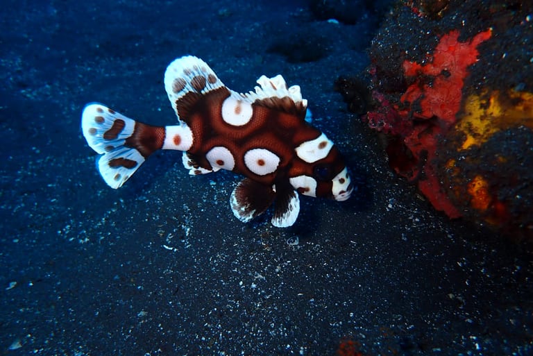Coral Garden — statues, pyramids and wire structures