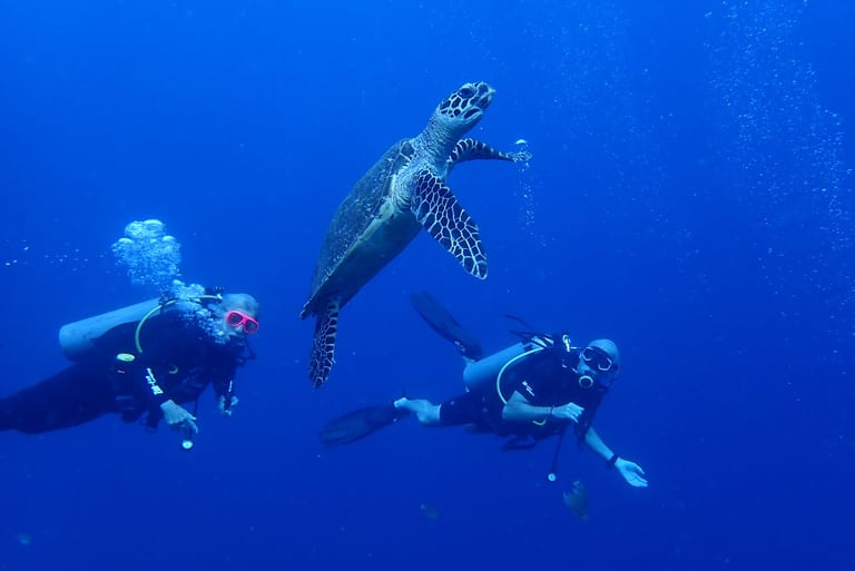 Deep Blue — open ocean drift beyond the reef