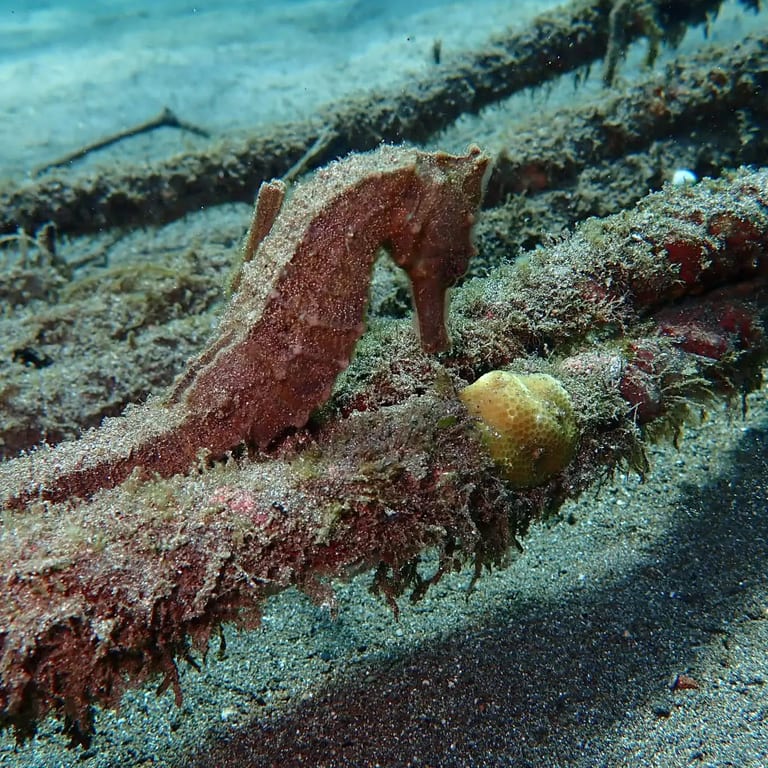 Jemeluk Bay — coral garden and statues