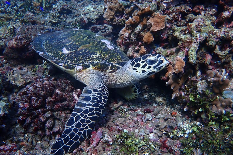 Lipah Bay — turtles and colorful reef