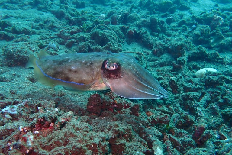 Lipah Bay — gentle sandy slope and macro