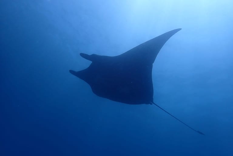 Nusa Penida — stunning reefs and pelagics