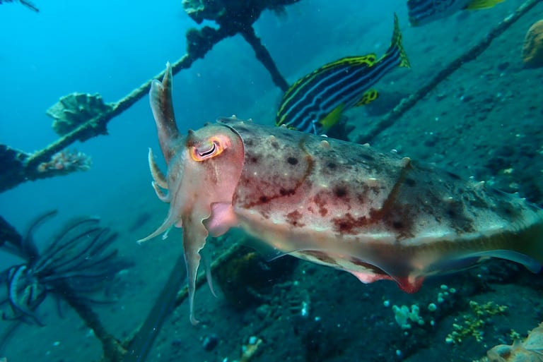 Cuttlefish in Amed Beach