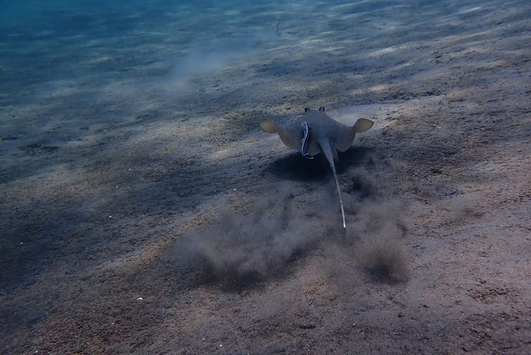 Blue Spotted Stingray