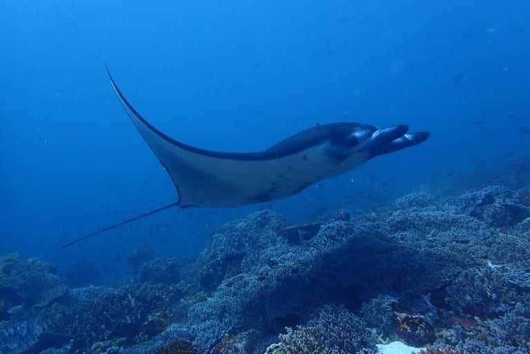 Majestic manta — high chances of manta ray sightings