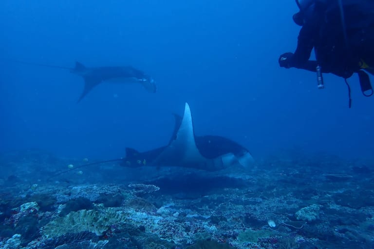 Group of mantas — beautiful manta dive