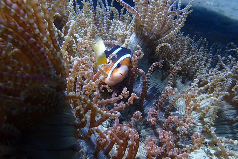 Cute Fish at USAT Liberty Wreck