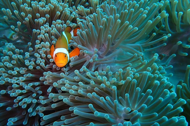 Support a Locally Owned Dive Center — Scuba Odessey in Amed